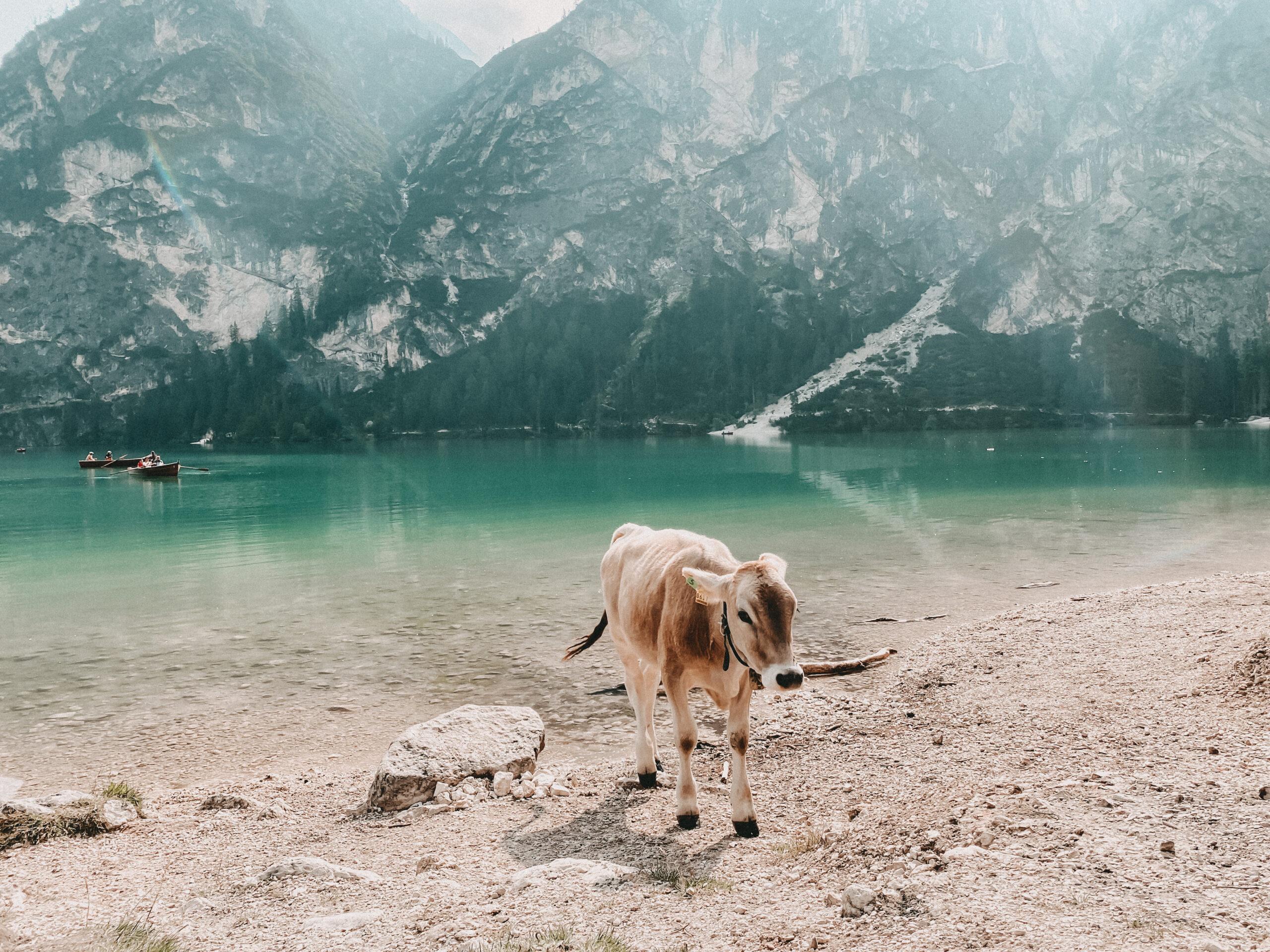 Campingplatz Südtirol 17