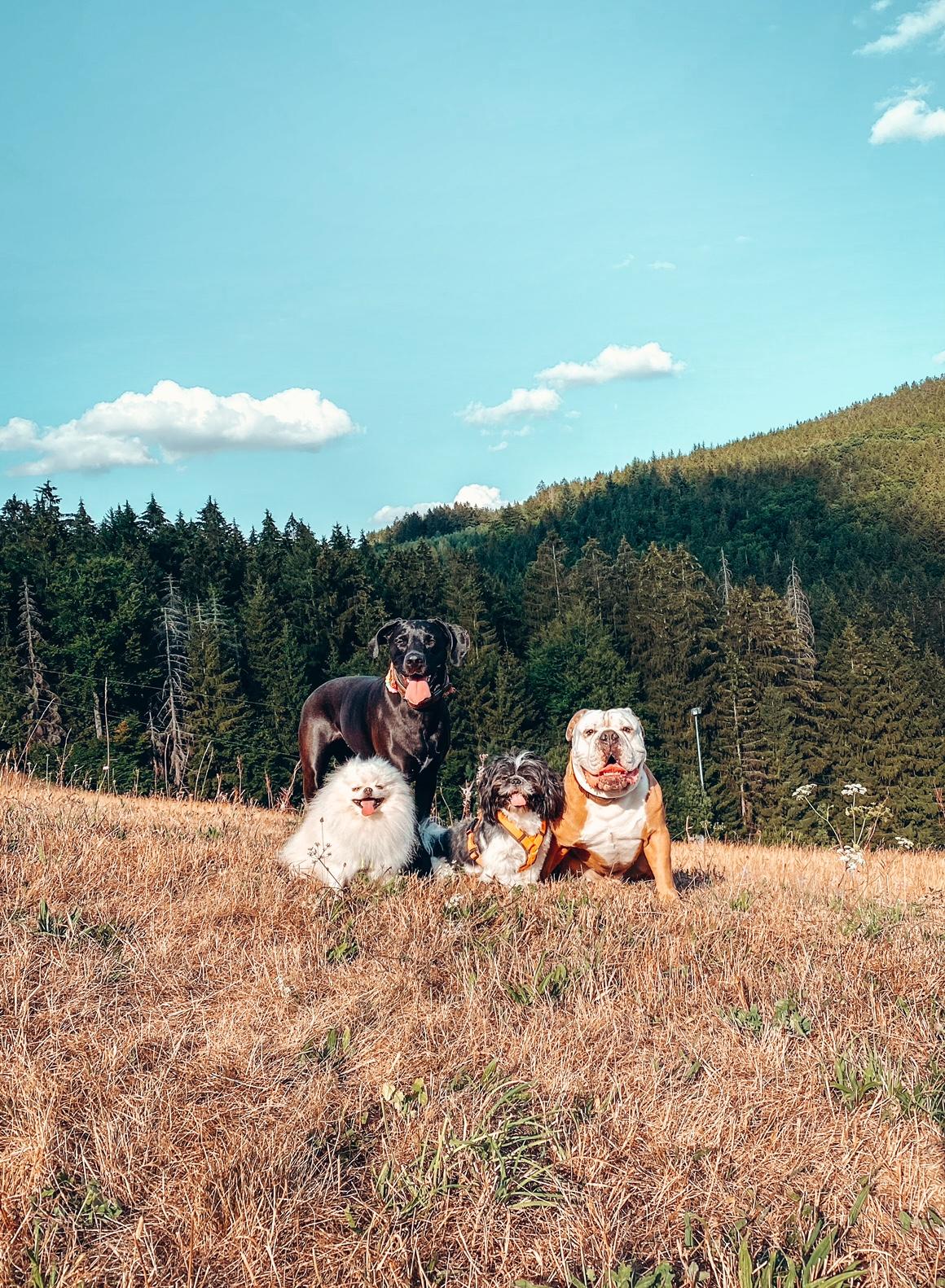 Mehrhundeurlaub 1