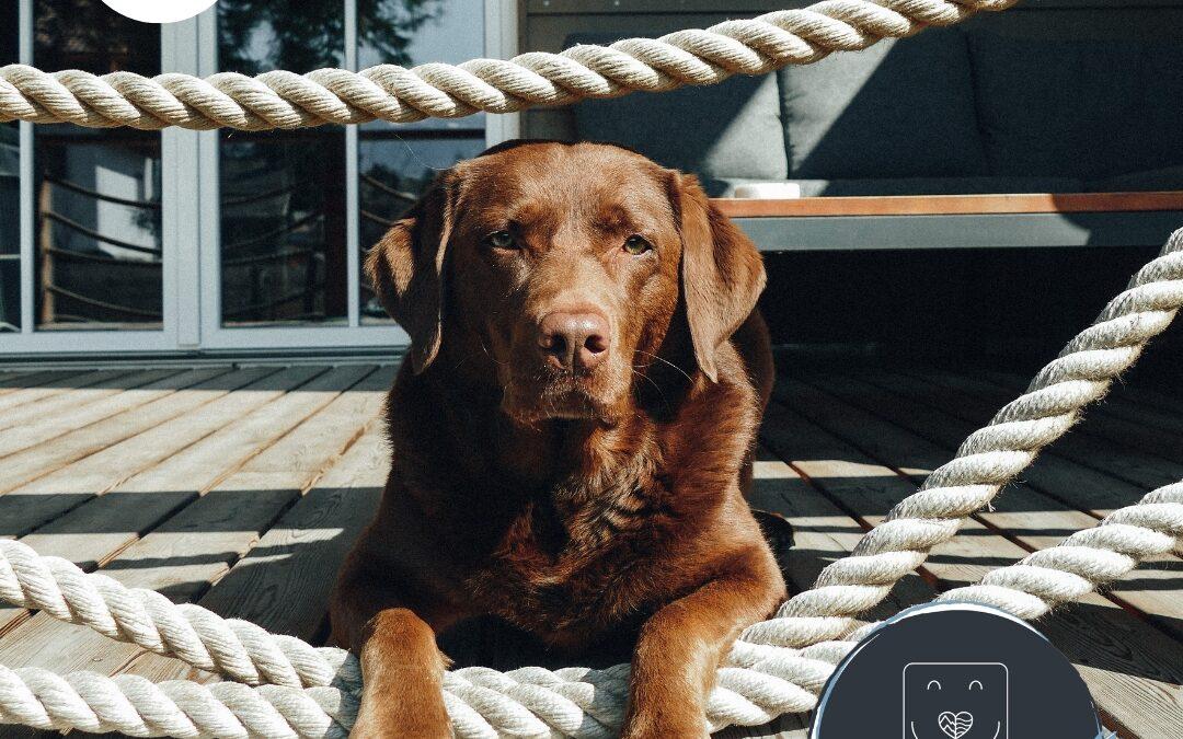 Doglidays Check: Urlaub mit Hund im Ferienhaus mit Wellnessfaktor