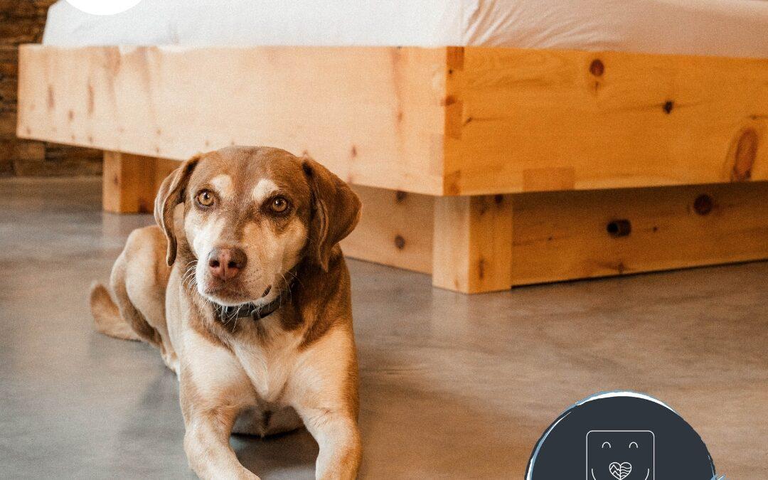 Doglidays Check mit Mala: Urlaub mit Hund im Troadkastn Sepp