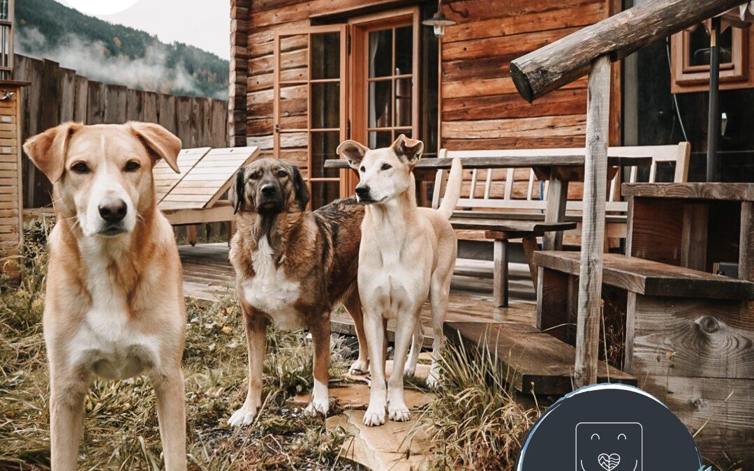 Doglidays Check mit Sirius, Luke und Tarah: Urlaub mit Hund im Luxus-Chalet