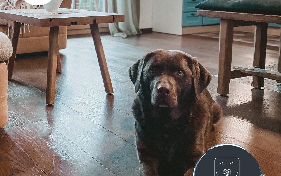 Doglidays Check: Boho Urlaub mit Hund in der Steiermark