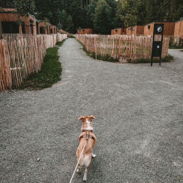Doglidays Check_Doggia_1