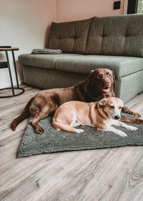 Doglidays Check_Doggia_10