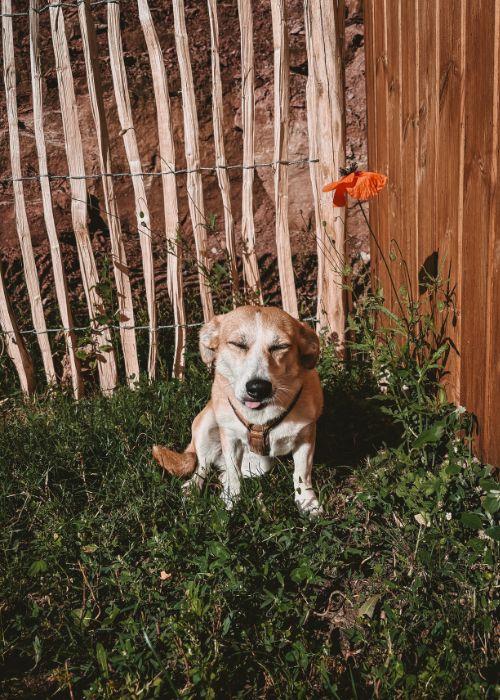 Doglidays Check_Doggia_12