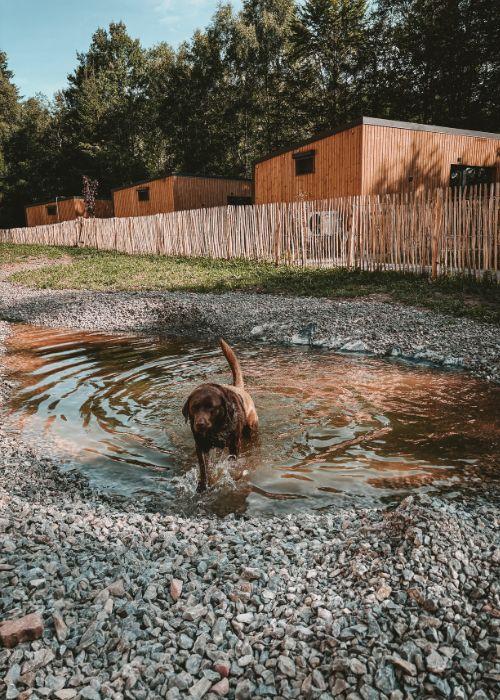 Doglidays Check_Doggia_13