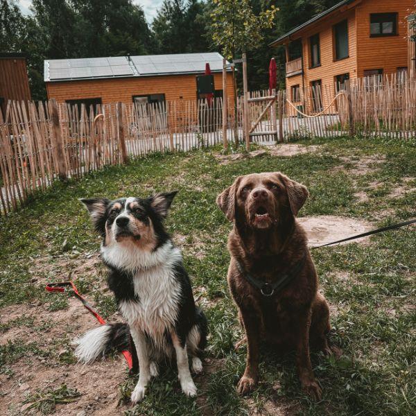 Doglidays Check_Doggia_20