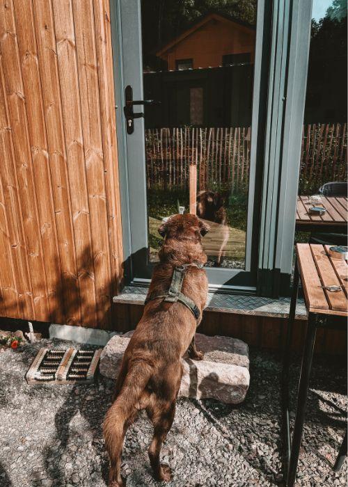 Doglidays Check_Doggia_3