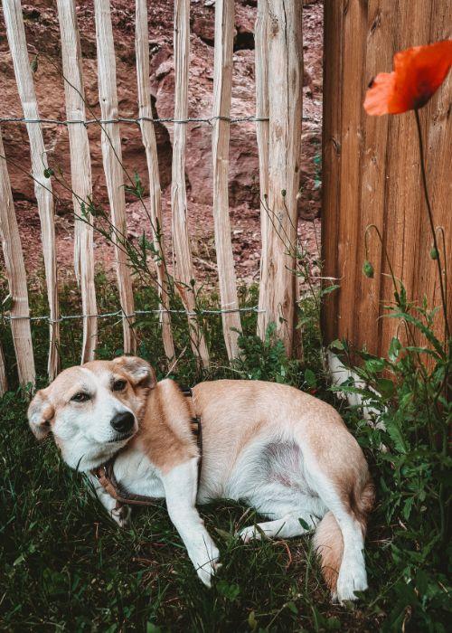 Doglidays Check_Doggia_4