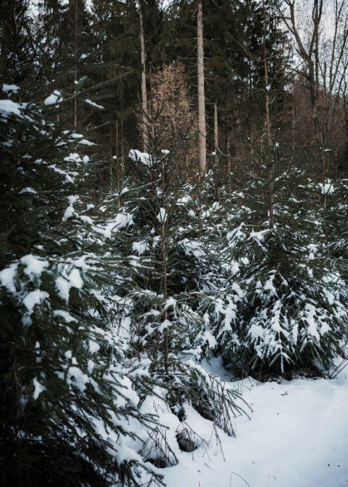 Wildbachberg_Rosa_25