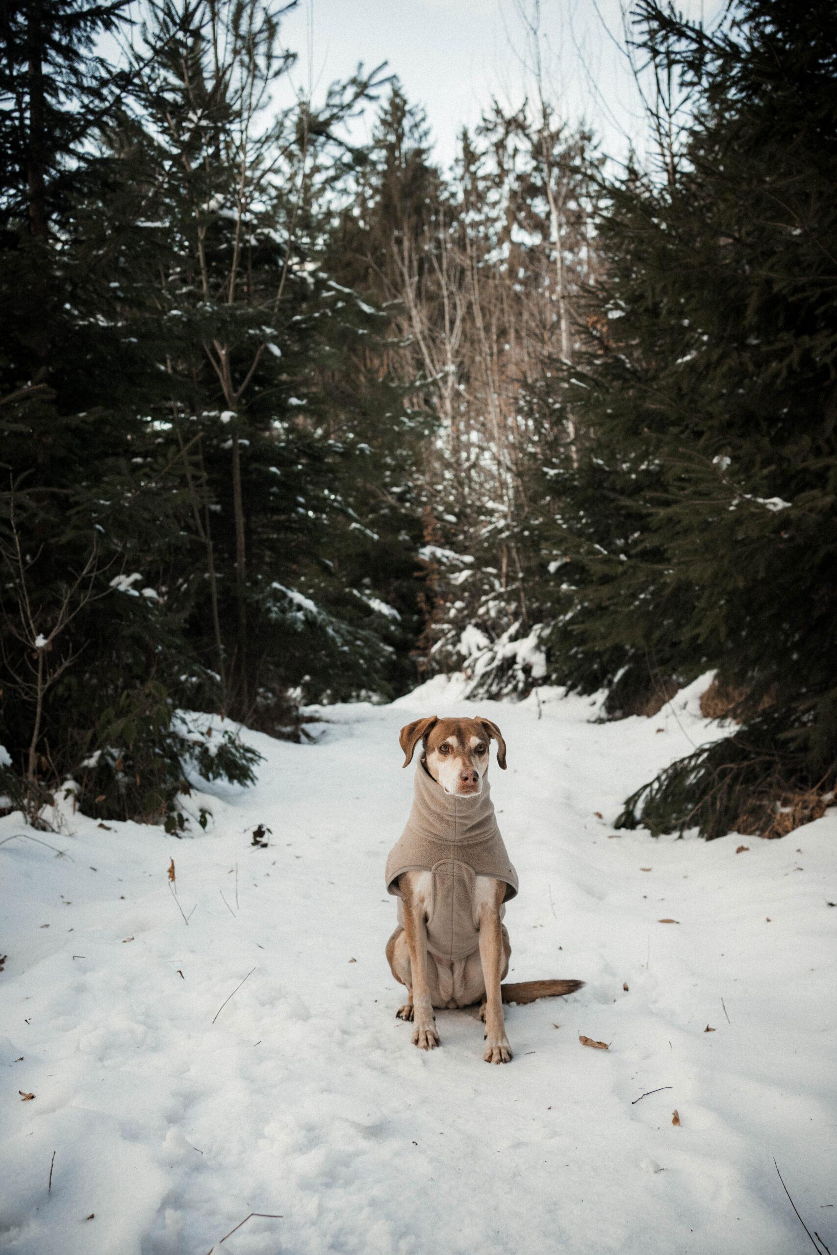 Wildbachberg_Rosa_17