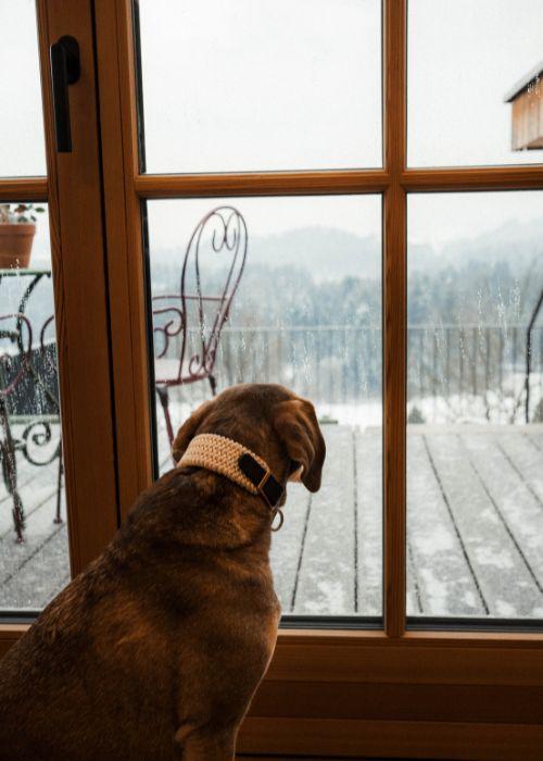 Wildbachberg_Rosa_26