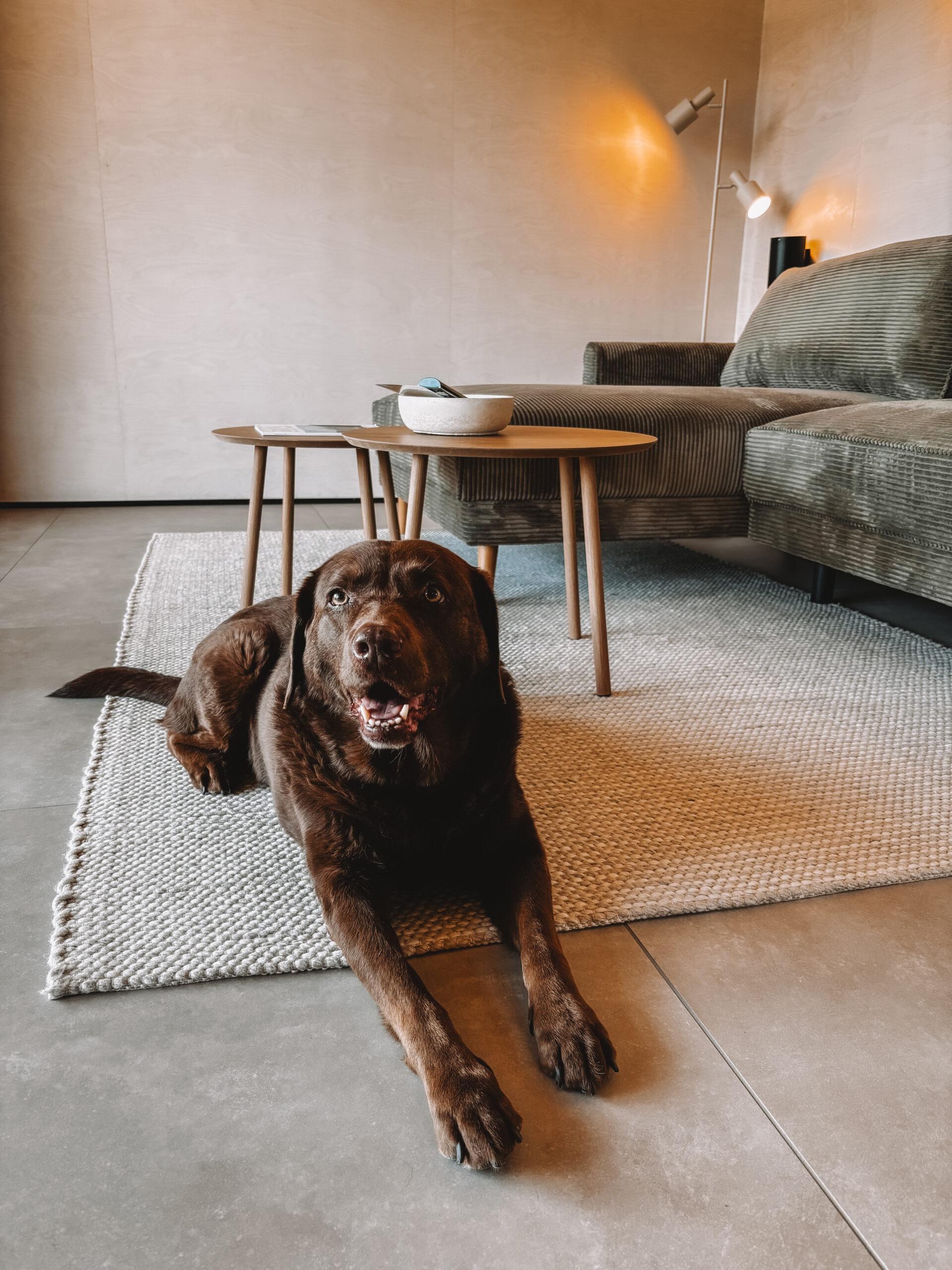 Doglidays Check_Hüttenchalet_11