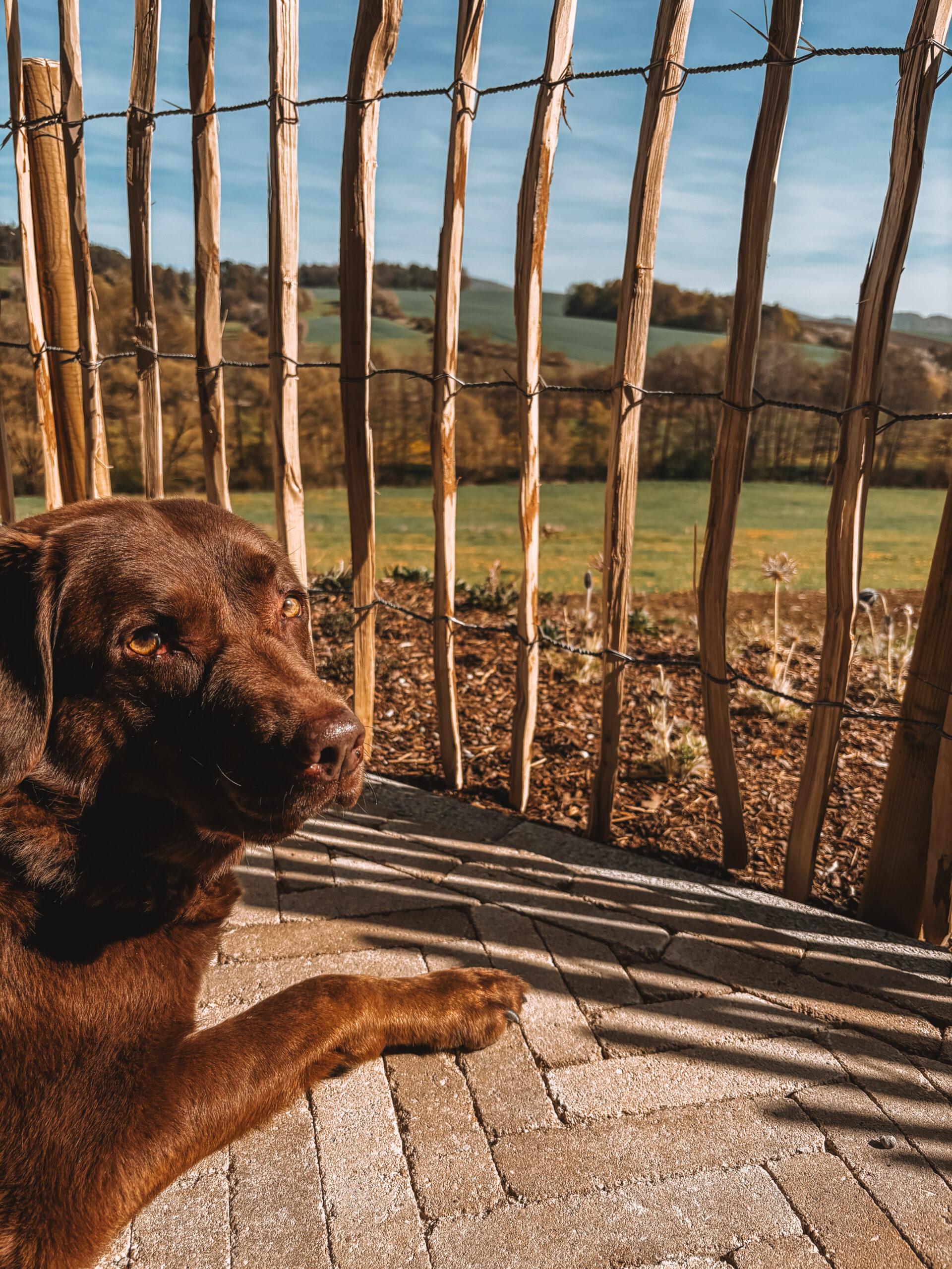 Doglidays Check_Hüttenchalet_18