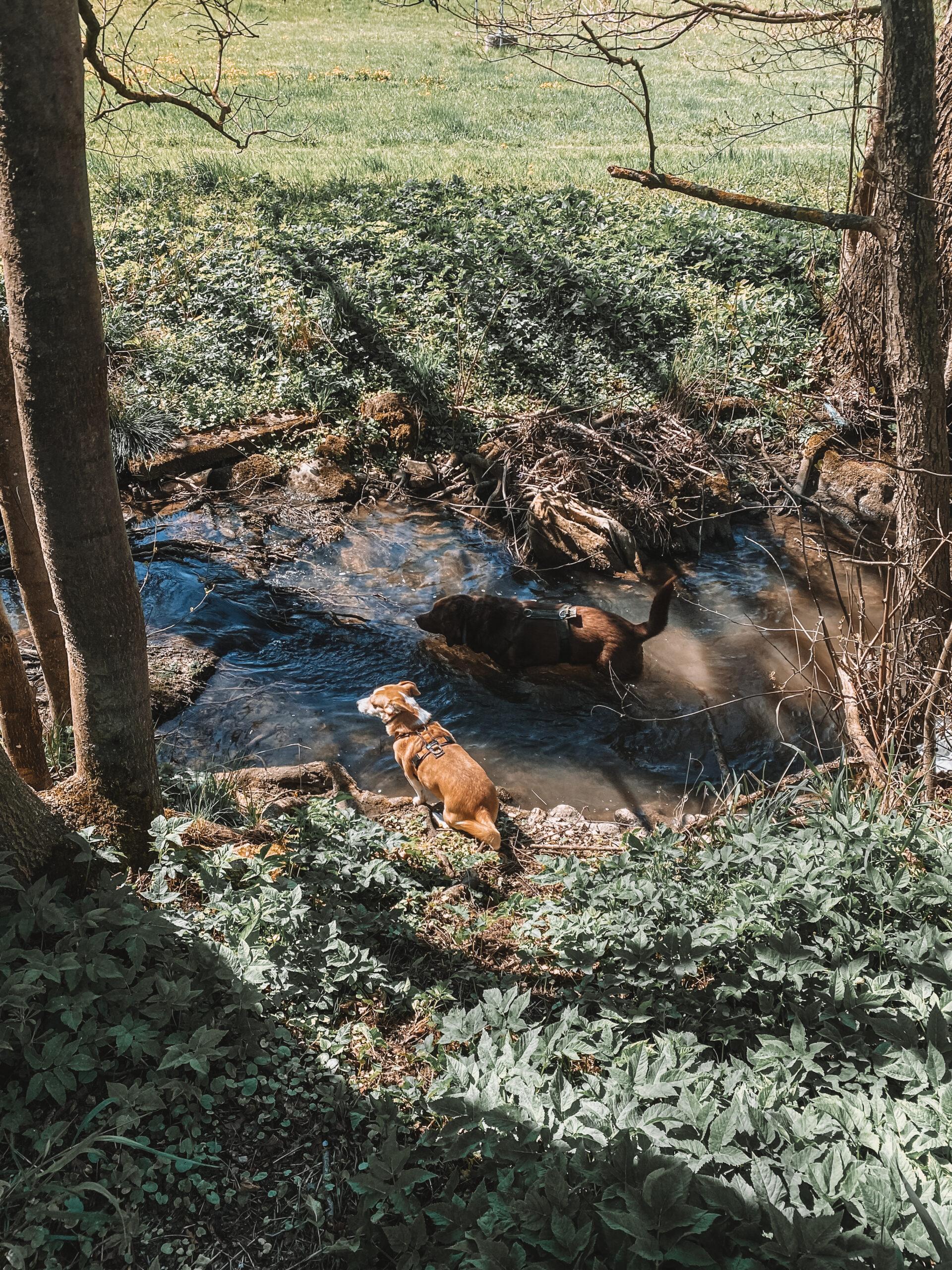 Doglidays Check_Hüttenchalet_24
