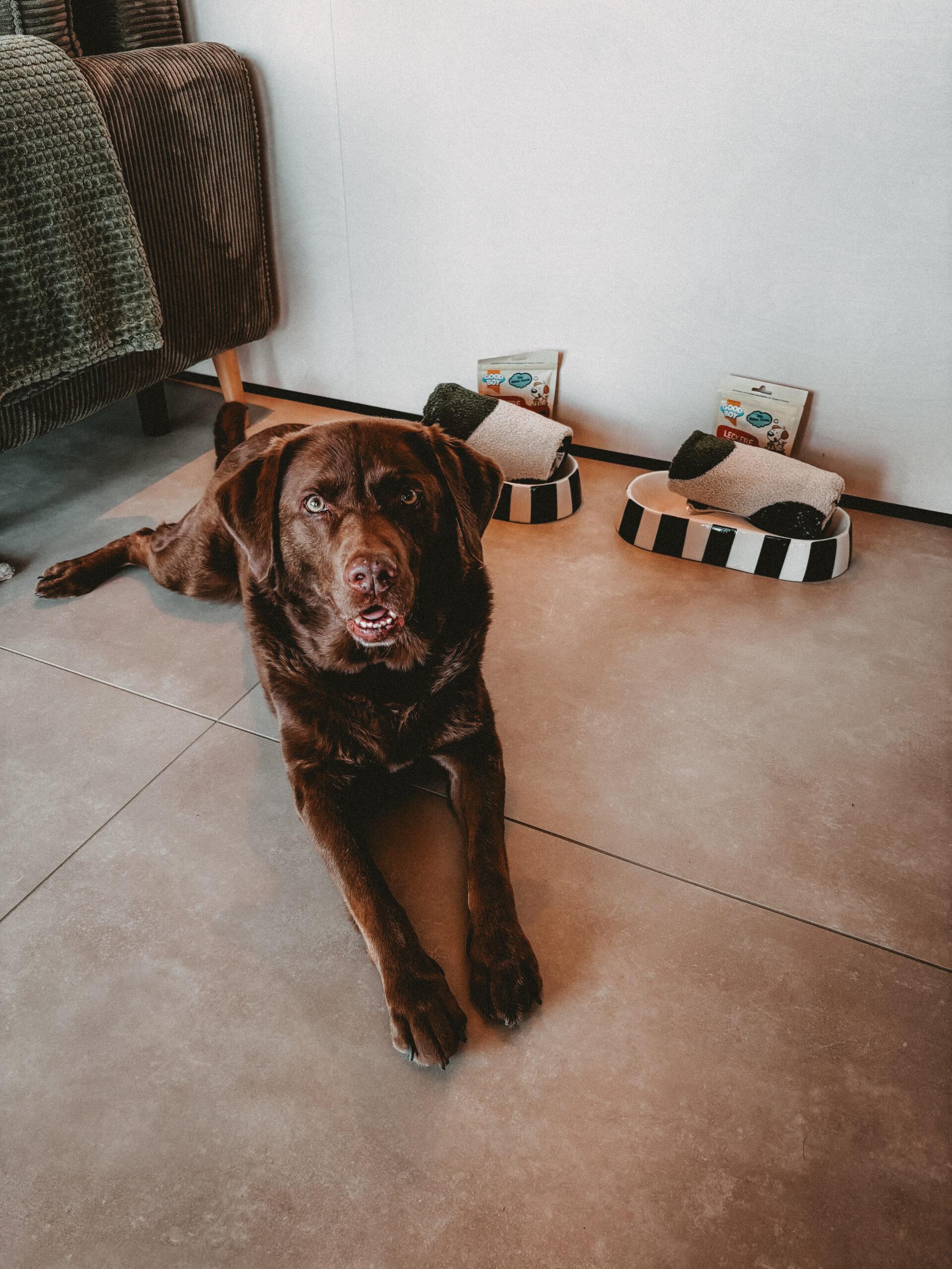 Doglidays Check_Hüttenchalet_7