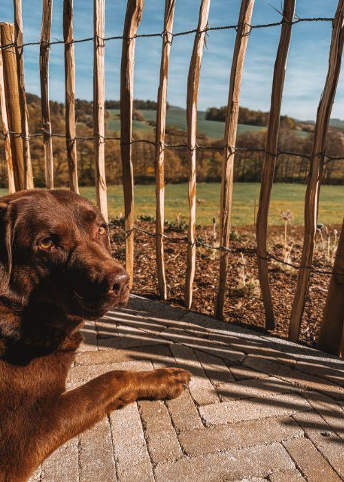Doglidays Check_Hüttenchalets_17