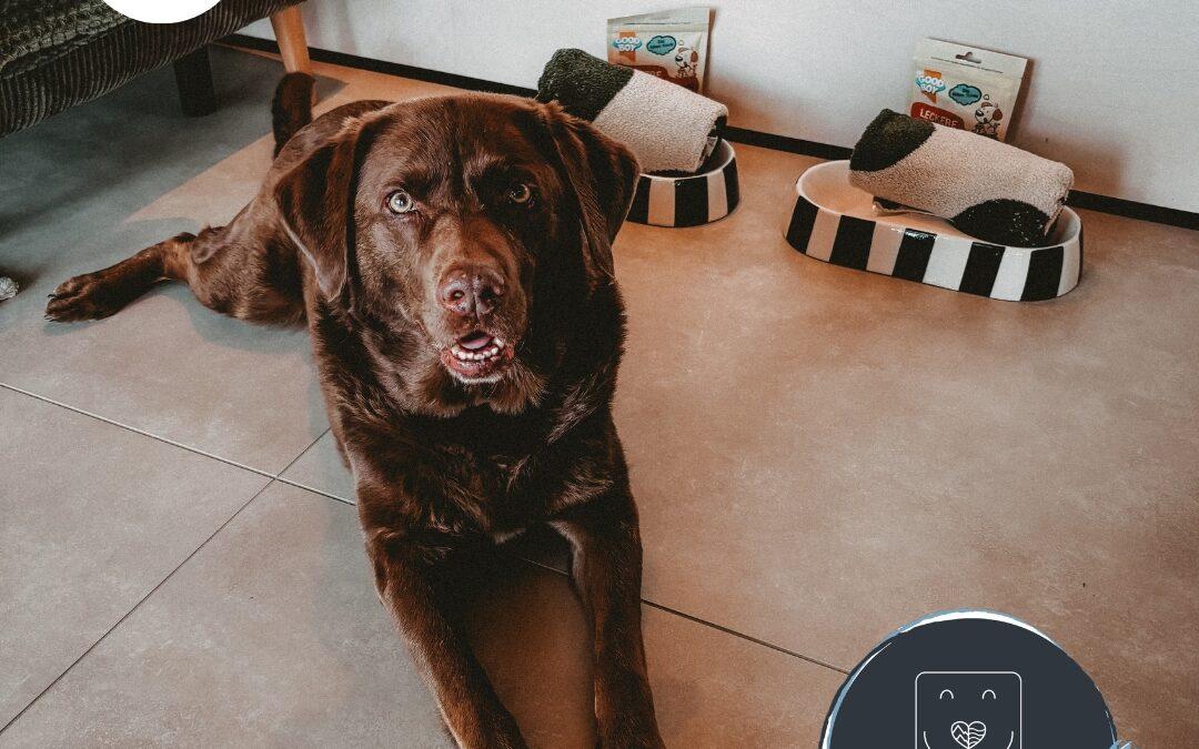 Doglidays Check: Urlaub mit Hund im Chalet in der Rhoen