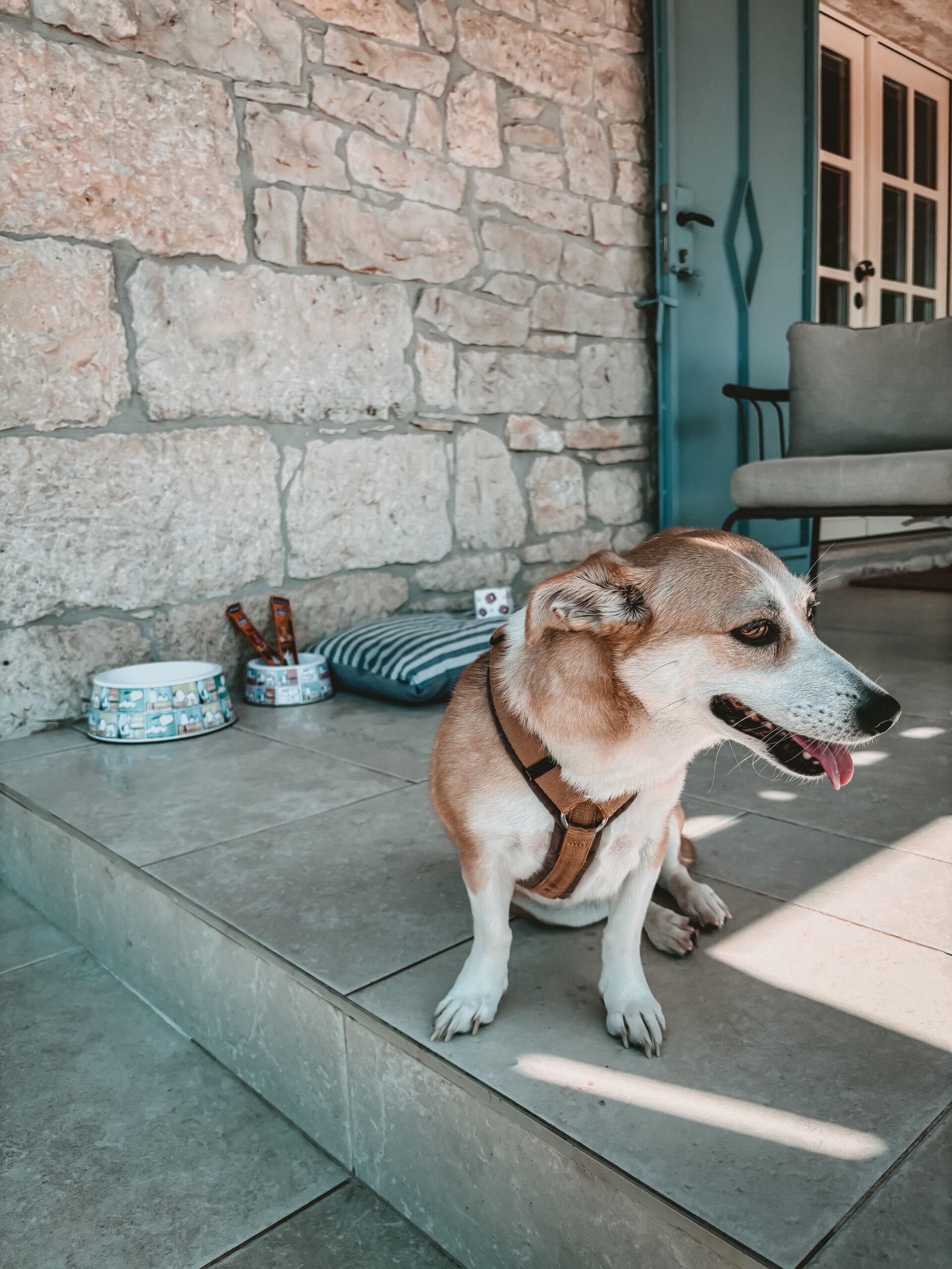 Doglidas Check_Villa Heureka_5