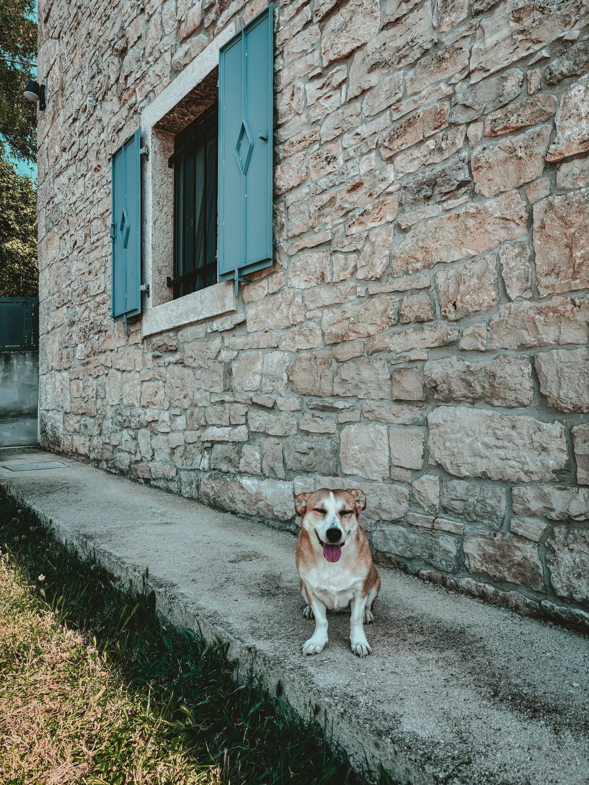 Doglidas Check_Villa Heureka_4