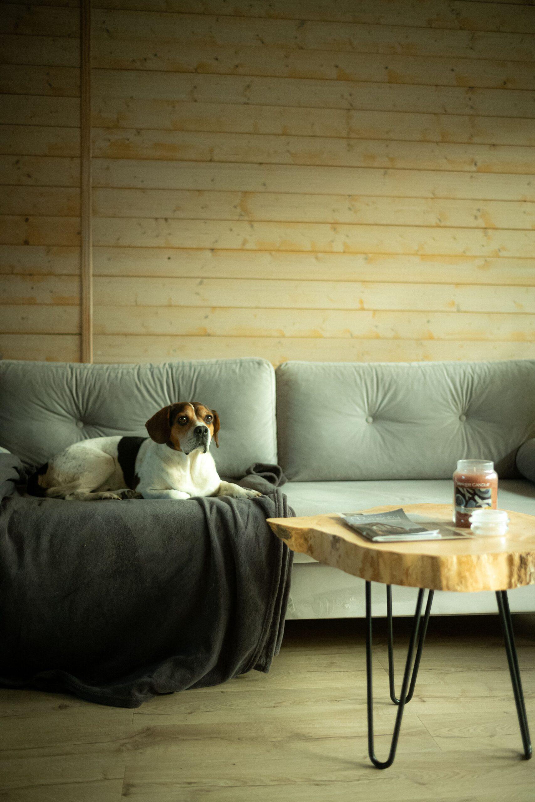 Doglidays Check_Domki_8