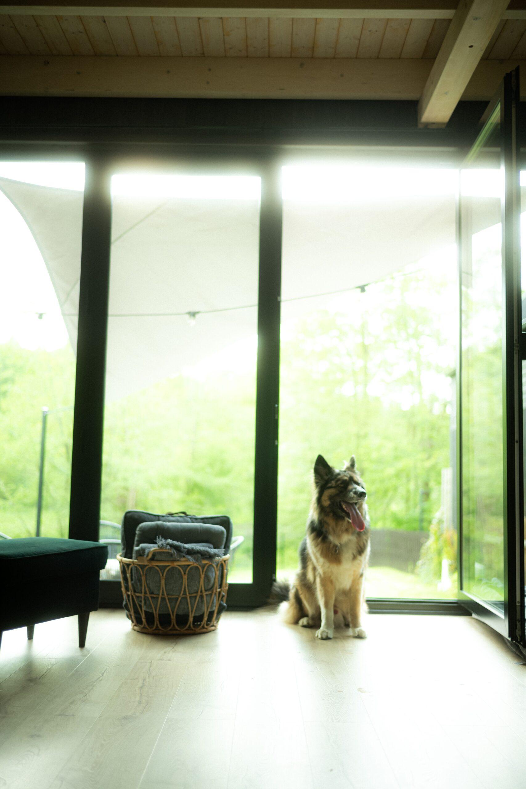 Doglidays Check_Domki_7