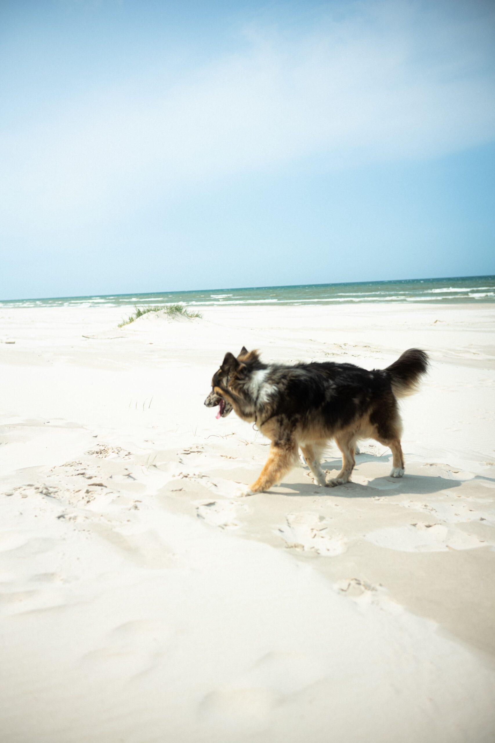 Doglidays Check_Domki_23