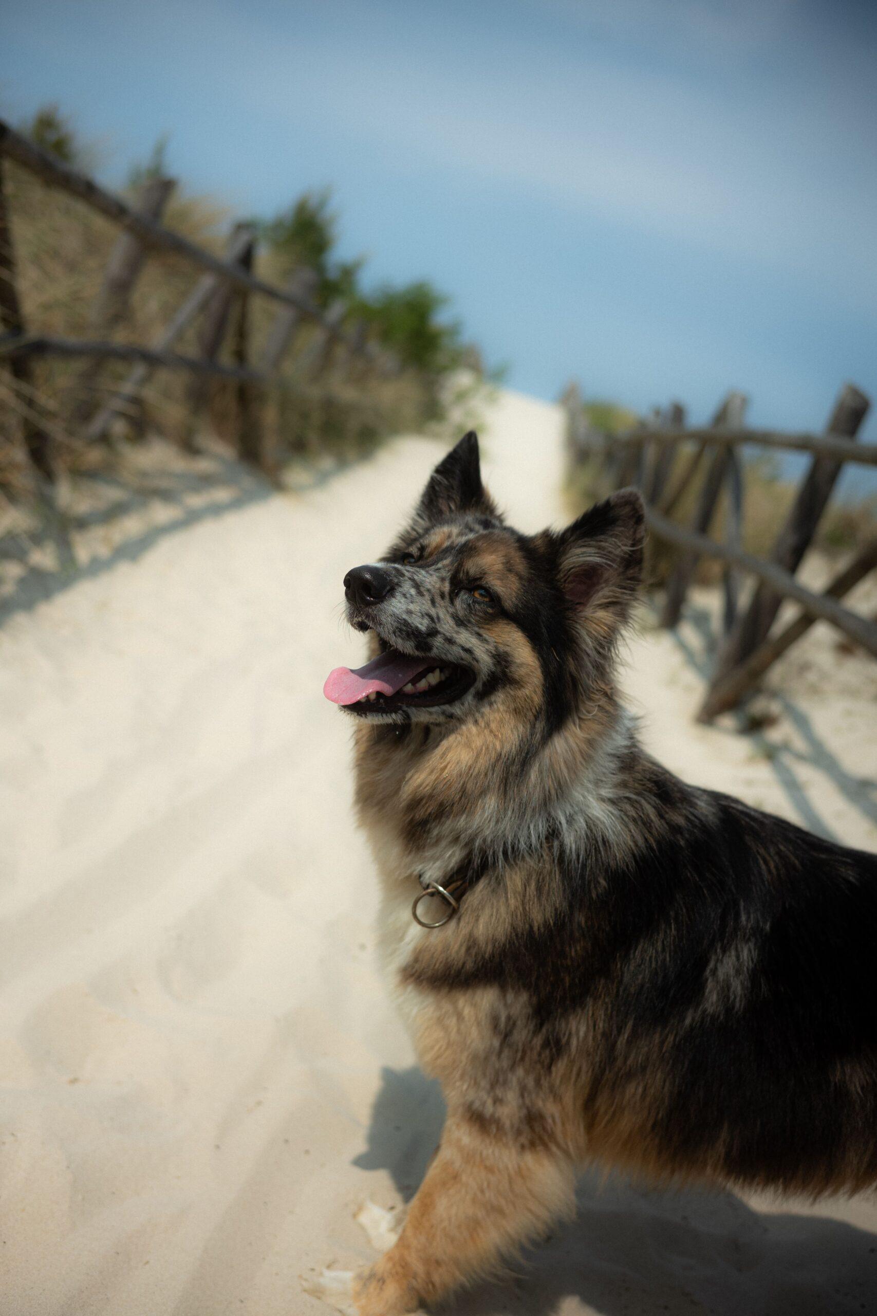 Doglidays Check_Domki_21
