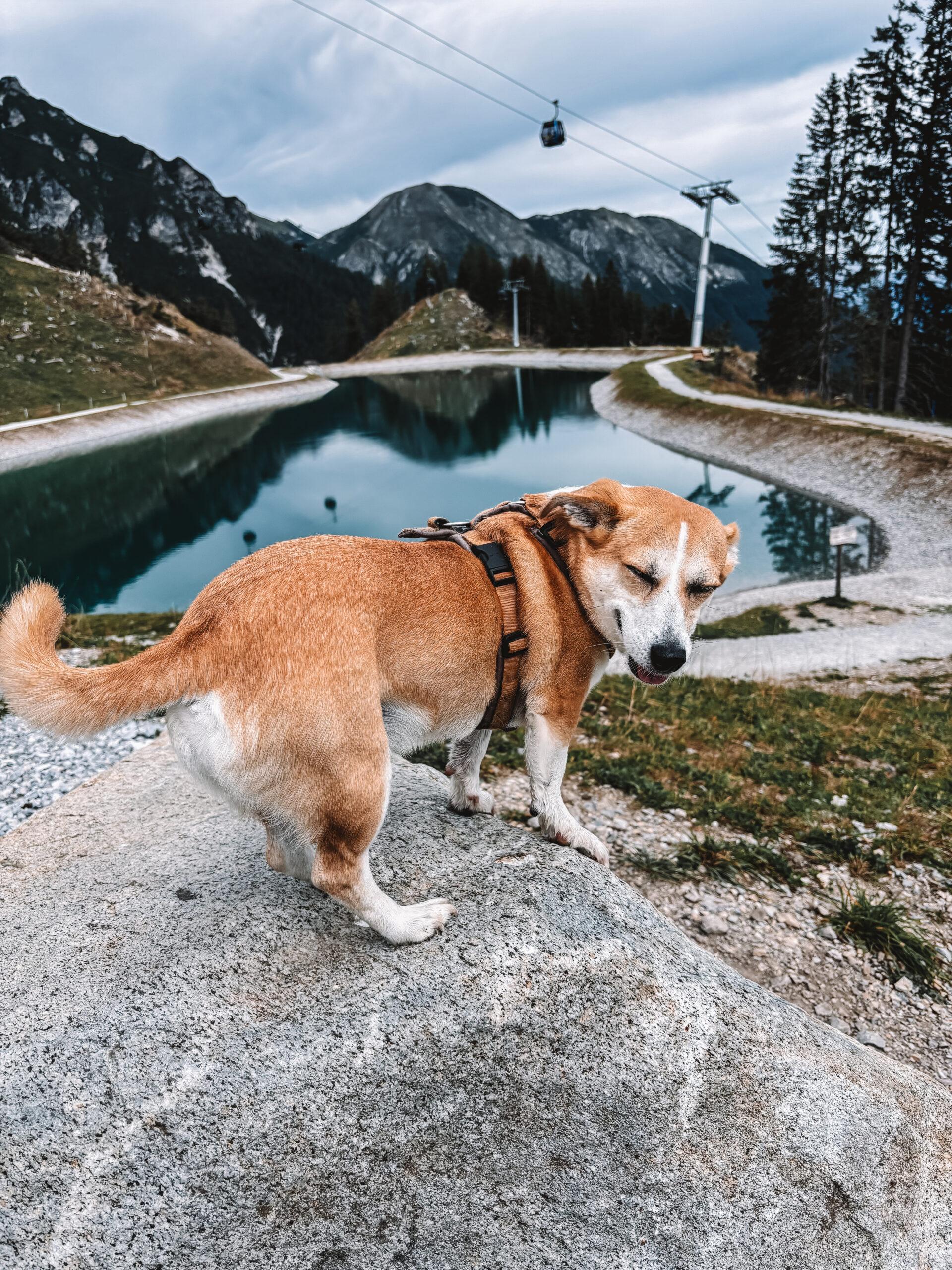Doglidays Check_Gletscher Chalet_25