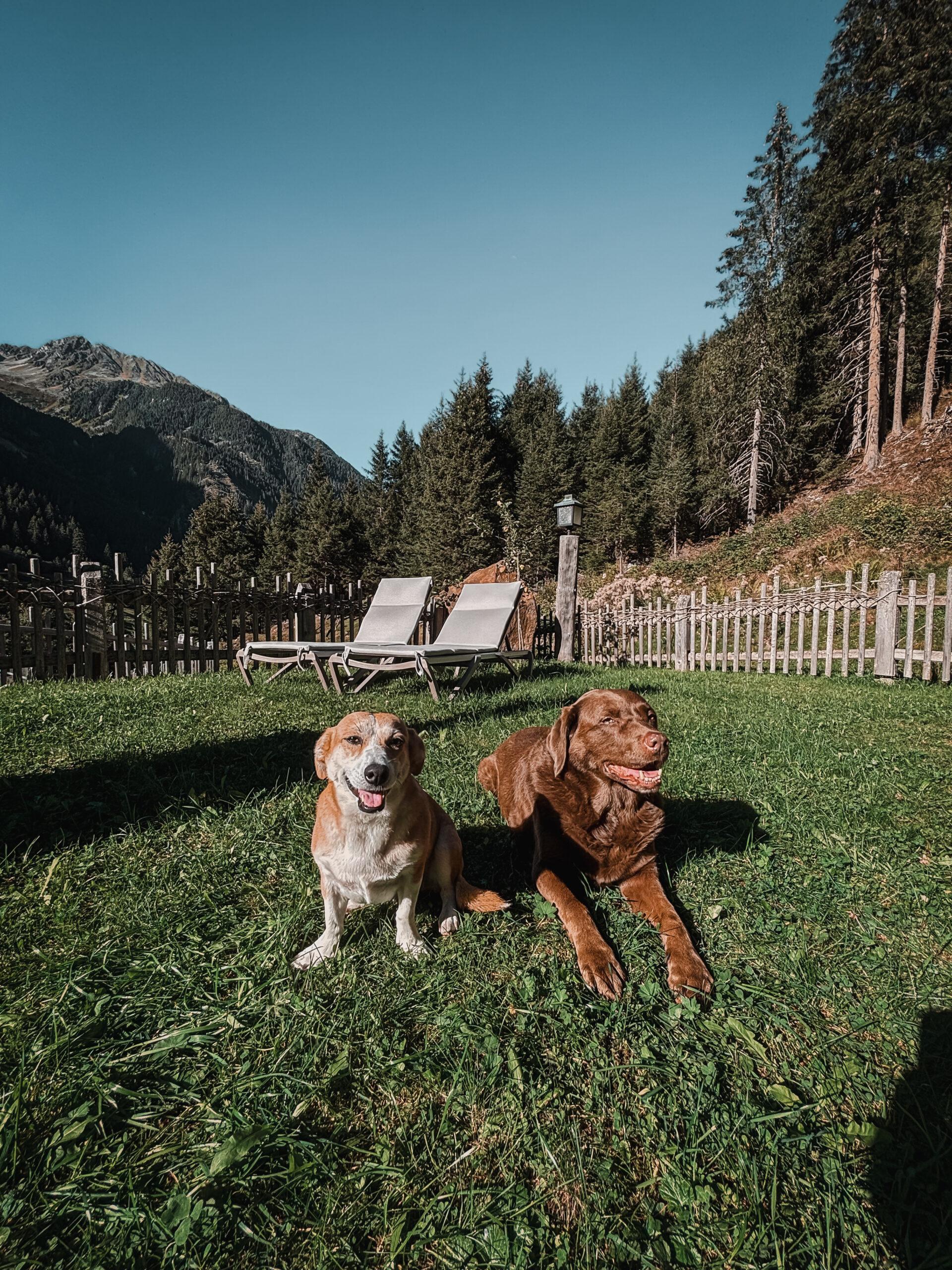 Doglidays Check_Gletscher Chalet_5