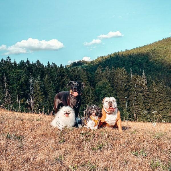 Mehrhundeurlaub 3