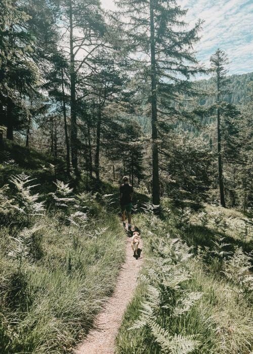 Doglidays Check Karwendel 24