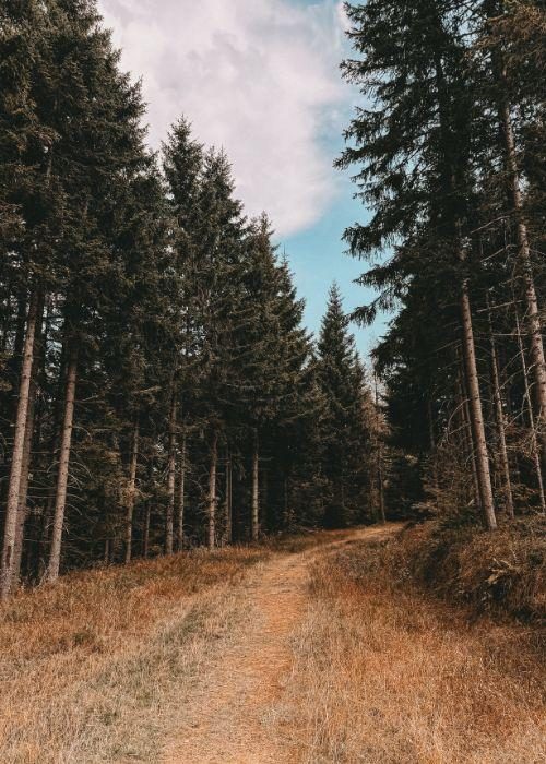 Wildbachberg_23