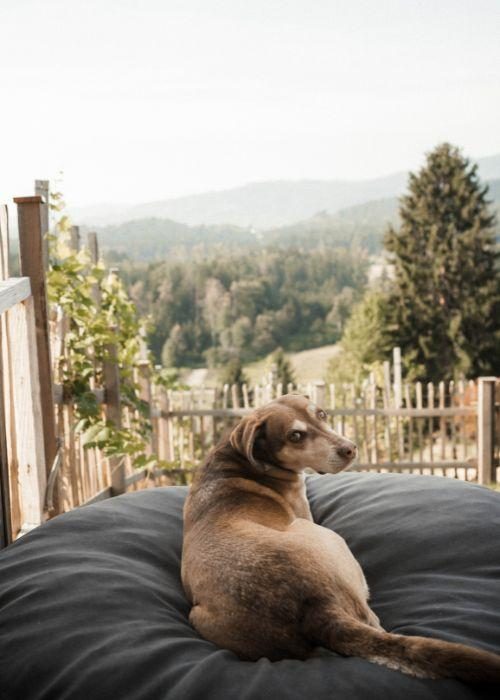 Wildbachberg_3
